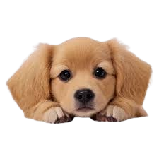 Ventura Dog Groomers